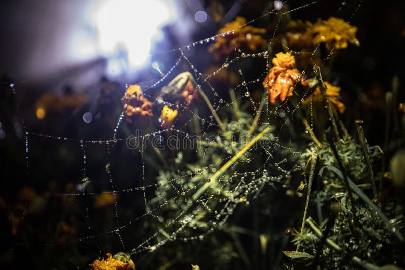 Ragnatela con il primo piano di gocce di rugiada Sfondo naturale, scena di notte Ragnatela, ragnatela con goccia di acqua fotografie stock libere da diritti Ragnatela con il primo piano di gocce di rugiada Sfondo naturale, scena di notte Ragnatela, ragnatela con goccia di acqua fotografie stock libere da diritti