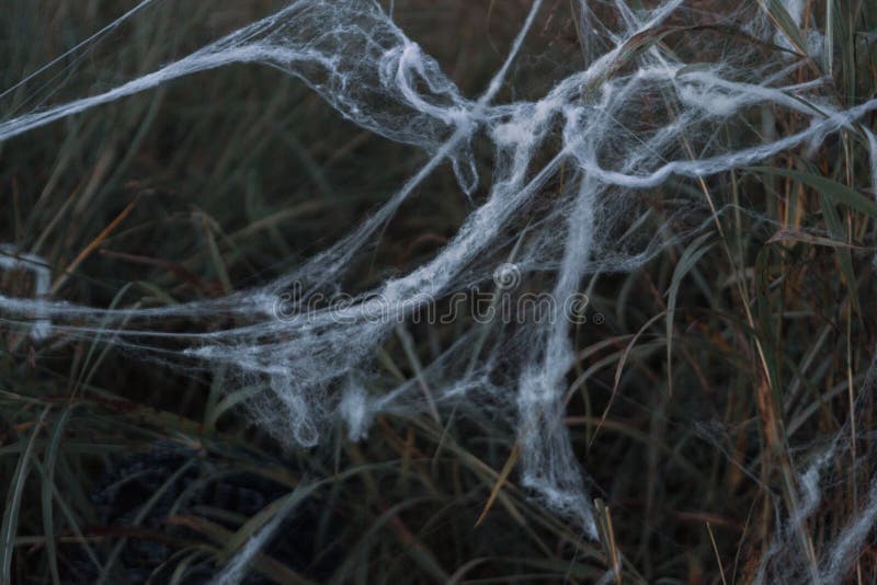 Ragnatele spaventose del ragno in un campo del randagio, dell'erba e del fieno immagine stock Ragnatele spaventose del ragno in un campo del randagio, dell'erba e del fieno immagine stock