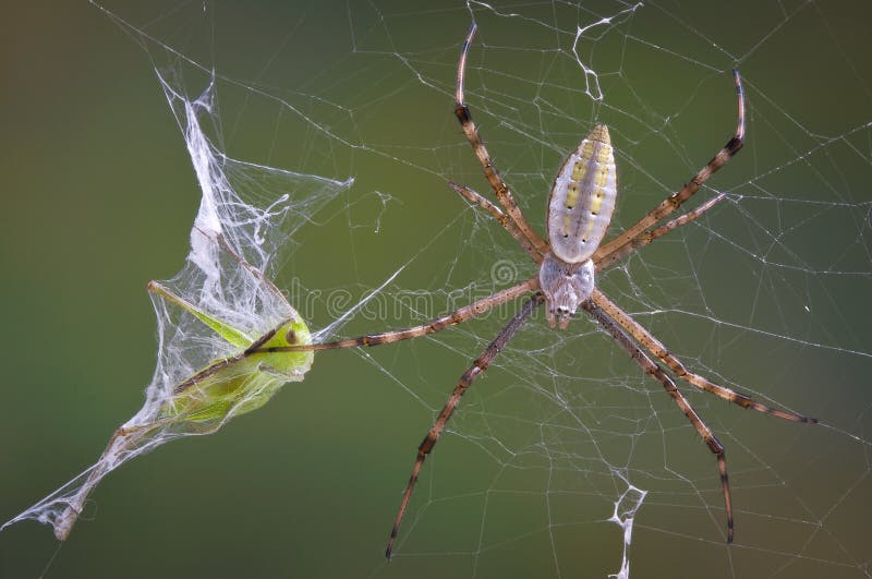 Ragno con la tramoggia nel Web