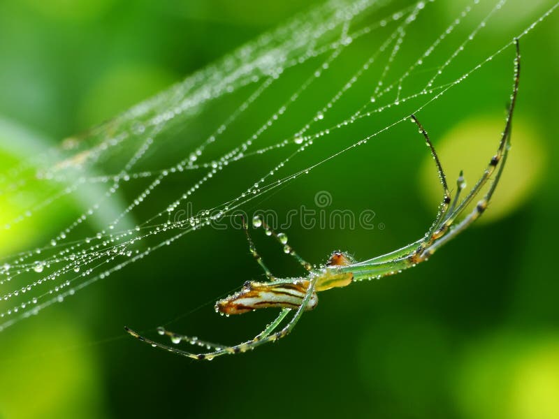 Ragno di camminata nella giungla fotografia stock