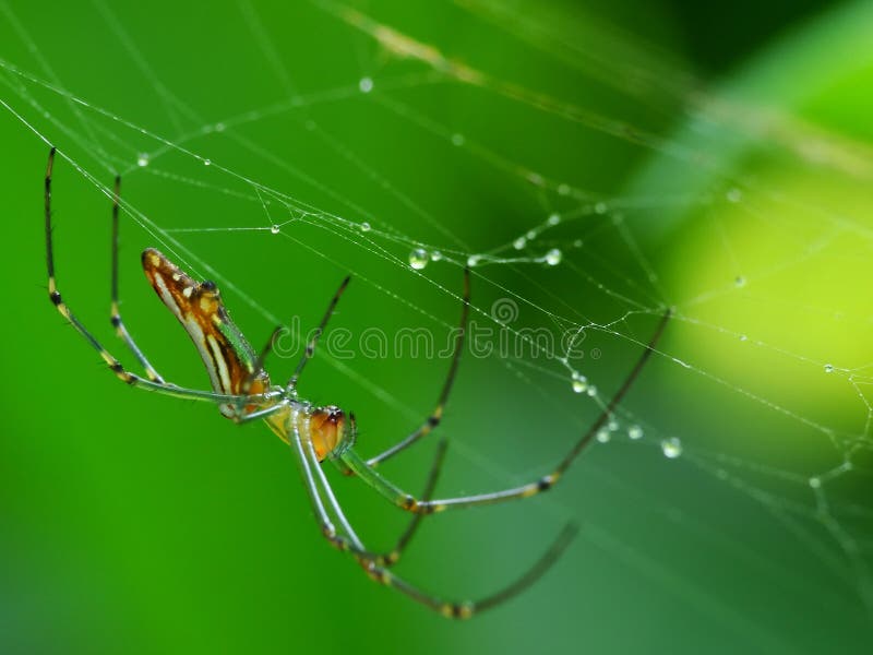 Ragno di camminata nella giungla fotografie stock