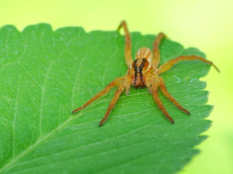 Ragno di camminata nella giungla. Un ragno sta cercando altri più piccoli insetti di mattina per mangiare