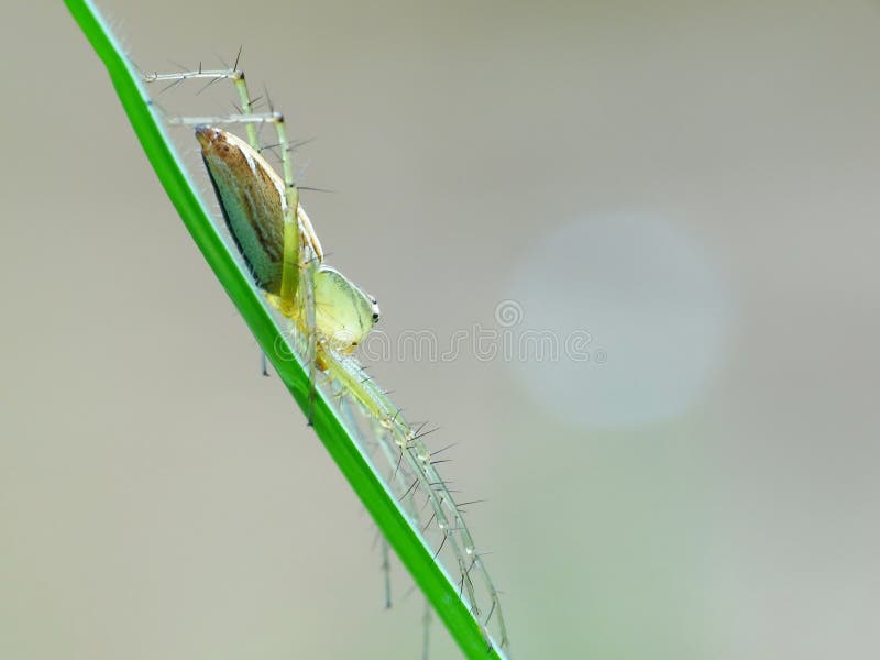 Ragno di camminata nella giungla fotografia stock