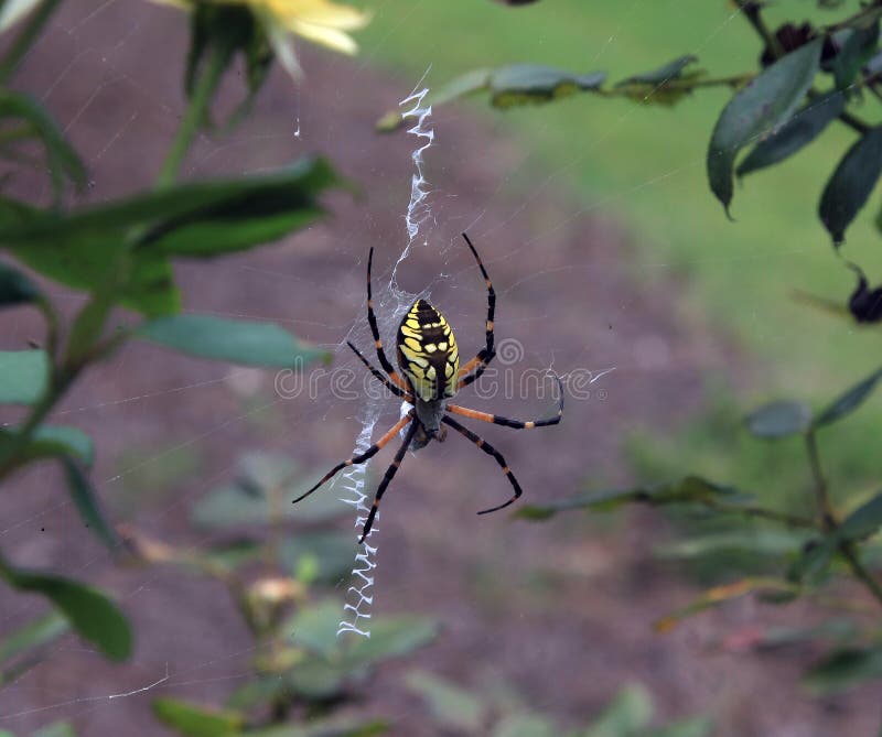 Ragno di giardino giallo e nero