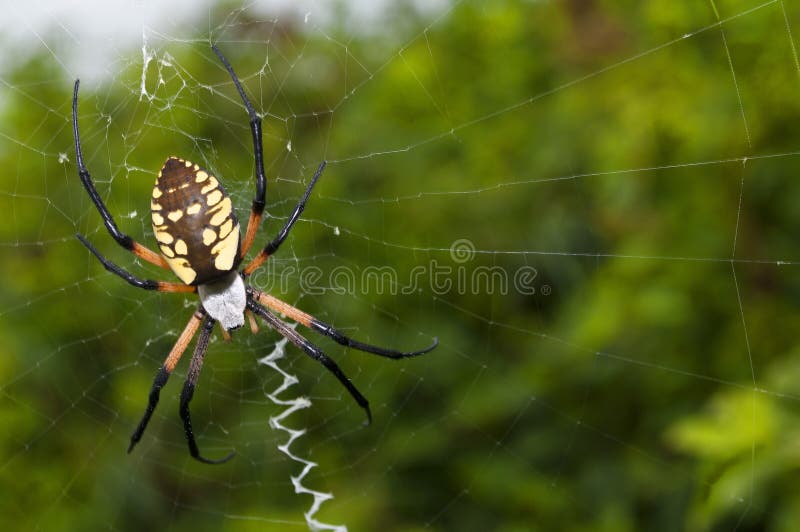 Ragno di giardino su un Web