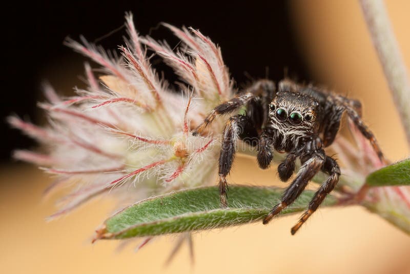 Ragno di salto sulla pianta lanuginosa piacevole fotografie stock