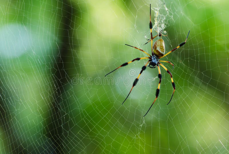 Ragno dorato di globo-web (clavipes di Nephila)
