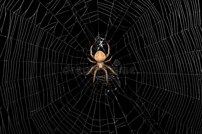 Ragno e Web