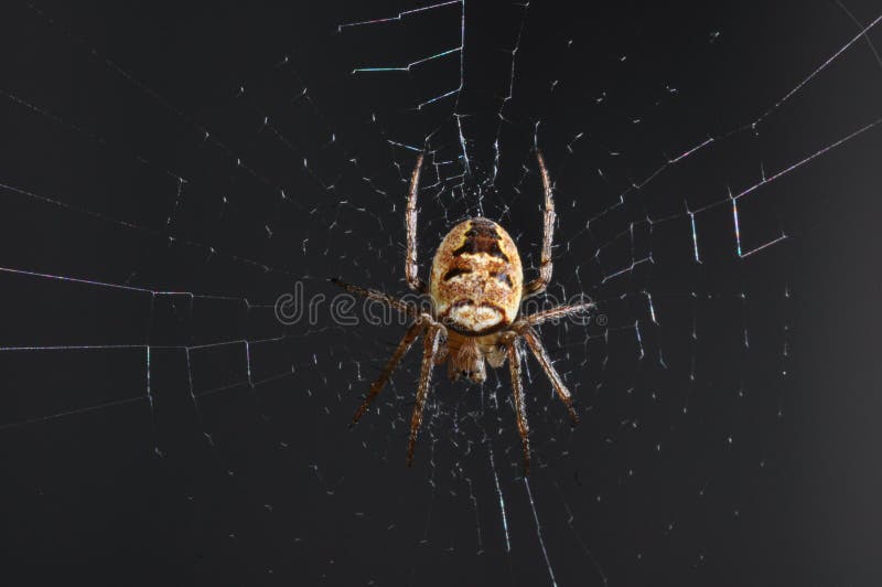 Ragno nel Web
