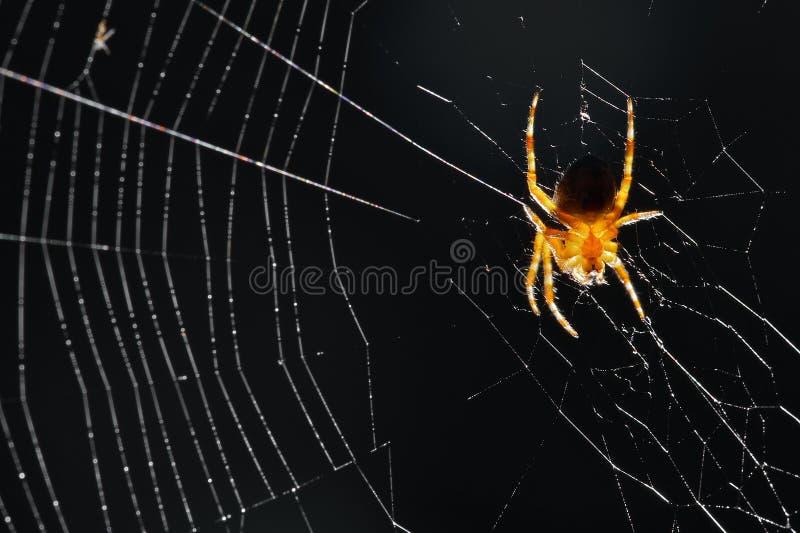 Ragno su un Web