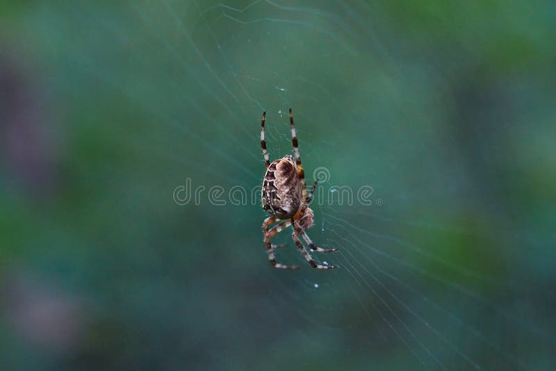 Ragno trasversale del T nella sua rete fotografia stock libera da diritti Ragno trasversale del T nella sua rete fotografia stock libera da diritti