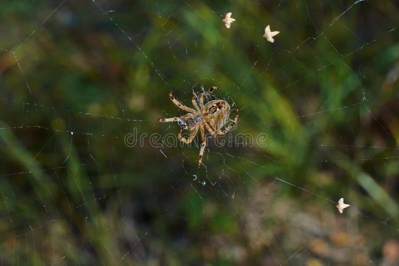 Ragno trasversale del T nella sua rete fotografie stock libere da diritti Ragno trasversale del T nella sua rete fotografie stock libere da diritti