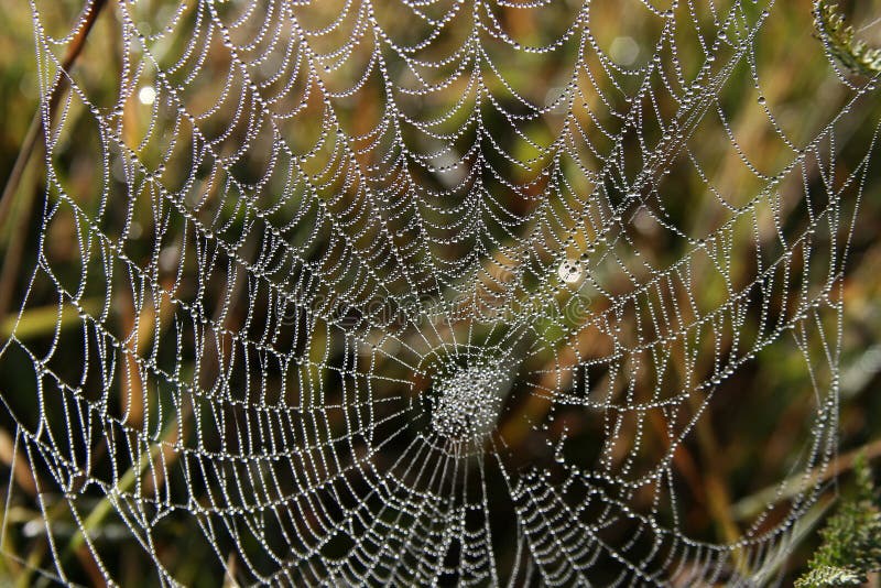 Ragno-Web
