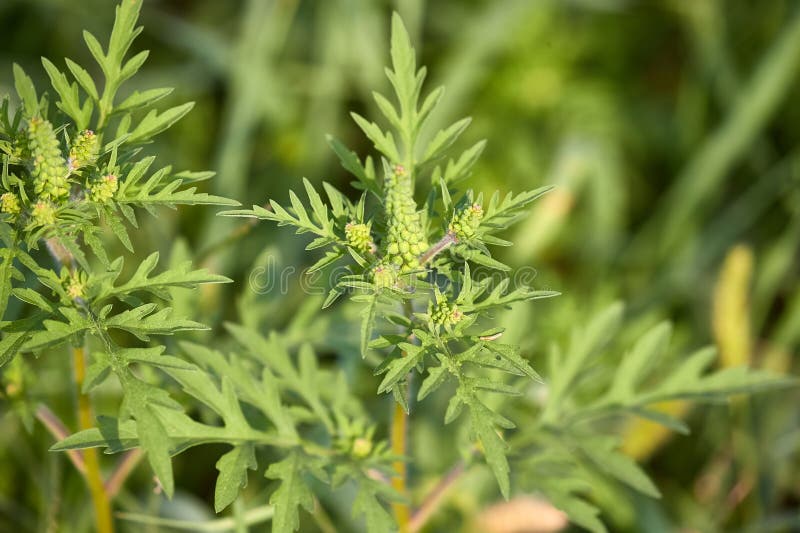 Ragweed Closeup, Common Allergy Plant Stock Photo Image of highly
