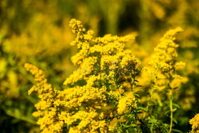 Ragweed stock image. Image of golden, blooming, wild 77879753