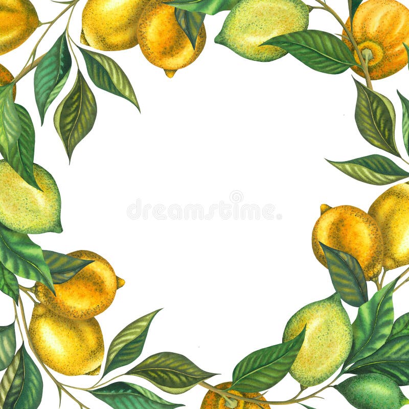 Rahmen für Aquarelllemon-Rahmen mit voller Zitronenverzweigung mit Blätterlima und gelber Zitrone. handgemalte Früchte stock abbildung