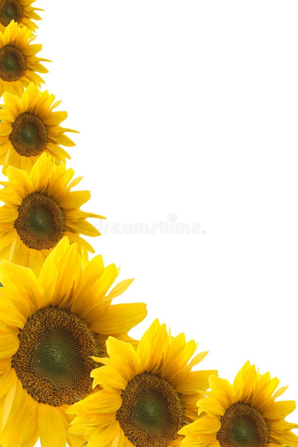 Rahmen Von Den Farben Einer Sonnenblume Stockbild - Bild von