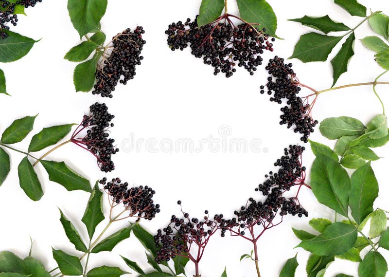 Frame of clusters fruits black elderberry, black elder, Sambucus nigra and leaves on a white background. Top view, flat lay. Frame of clusters fruits black elderberry, black elder, Sambucus nigra and leaves on a white background. Top view, flat lay.