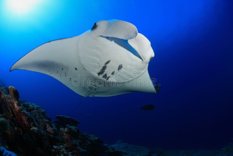 Manta ray in the blue water of the ocean. Manta ray in the blue water of the ocean