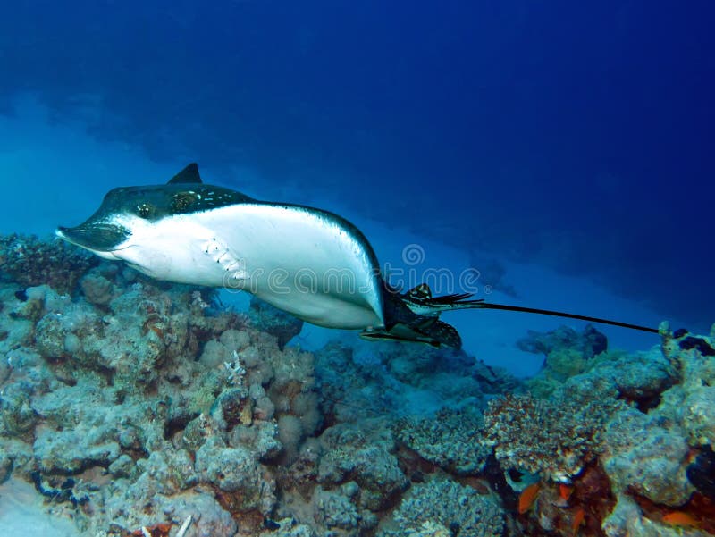A spotted eagle ray in the underwater. A spotted eagle ray in the underwater