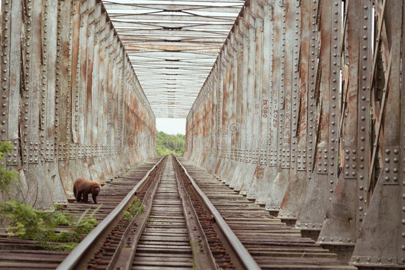 The railroad bridge and the monkey stock photography The railroad bridge and the monkey stock photography