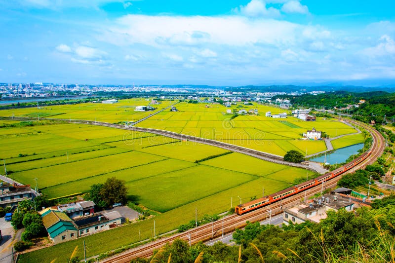 Railway and the rice field