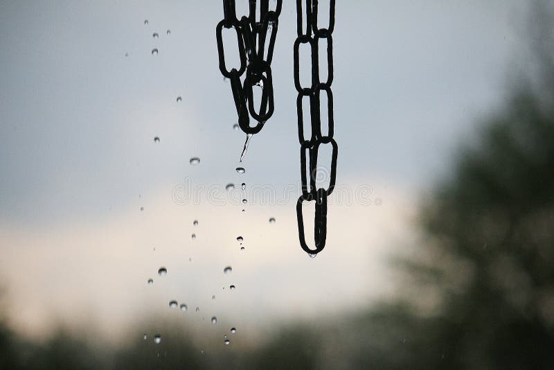 Rain is falling from a rain chain in the garden. 