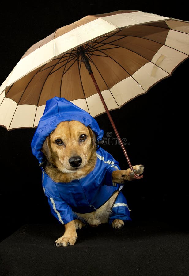 Blue rain dog and umbrella