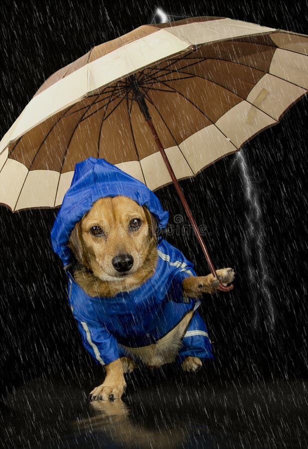 Blue rain dog and umbrella