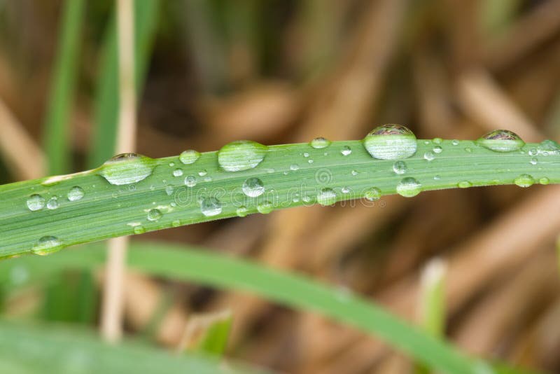 Rain dops on grass