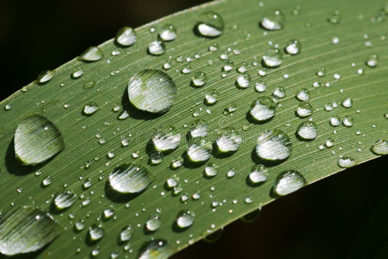 Rain dops on grass