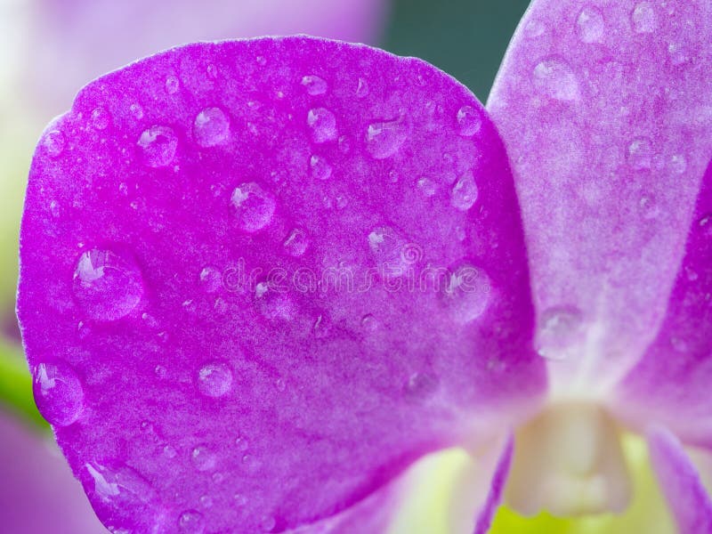 Dew Drop On Purple Orchid After Rain Stock Image - Image of fresh ...