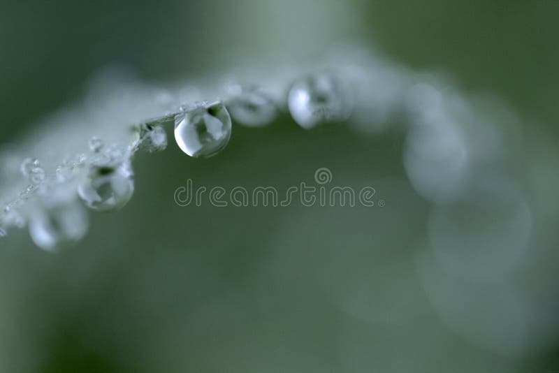 Drop in grass color macro photography stock images Drop in grass color macro photography stock images