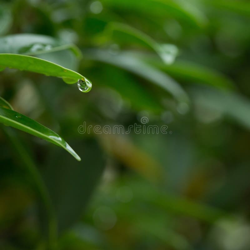 Rain drop on green leaf nature