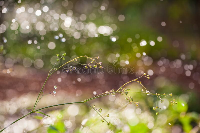 Rain drop in nature