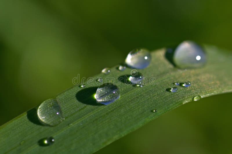 Rain drops