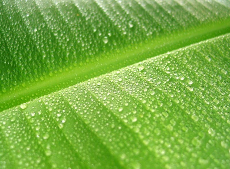 Rain drops on banana leaf