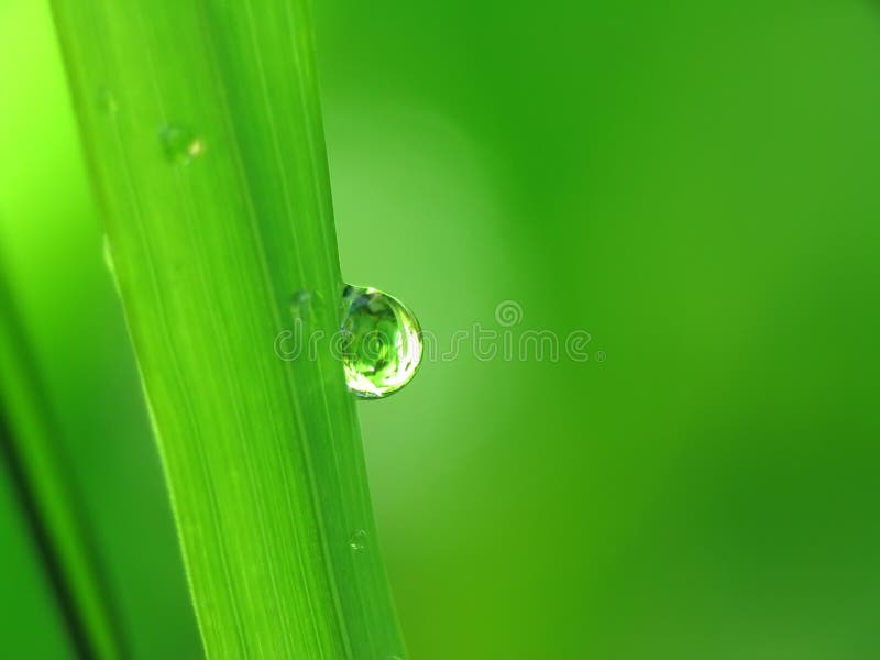 Rain drops on a blade of grass