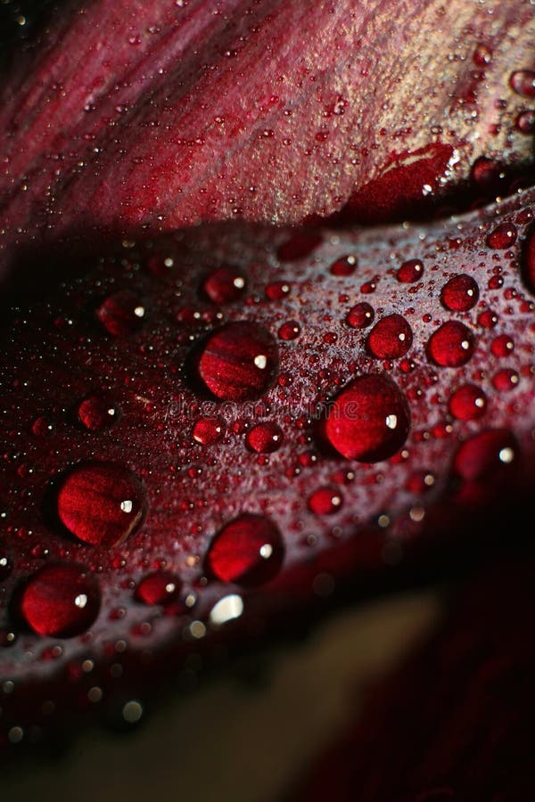 Close up of a red tulip in drops of water on a green background. a delicate flower with rain drops. Close up of a red tulip in drops of water on a green background. a delicate flower with rain drops.