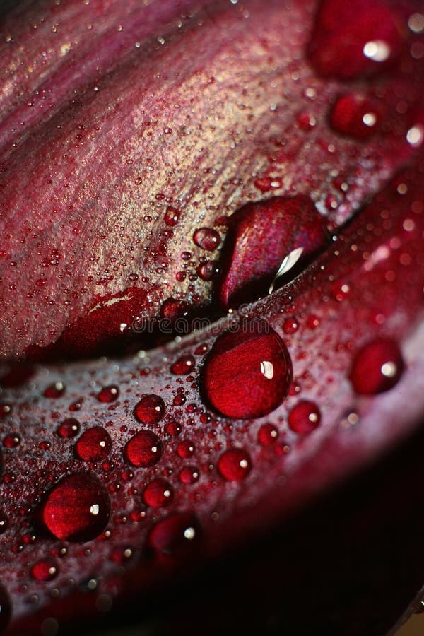 Close up of a red tulip in drops of water on a green background. a delicate flower with rain drops. Close up of a red tulip in drops of water on a green background. a delicate flower with rain drops.