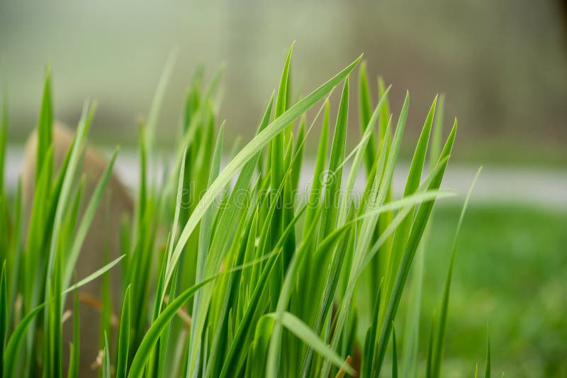 Dažďové kvapky alebo kvapky rosy na tráve a zelených rastlinách v prírode.