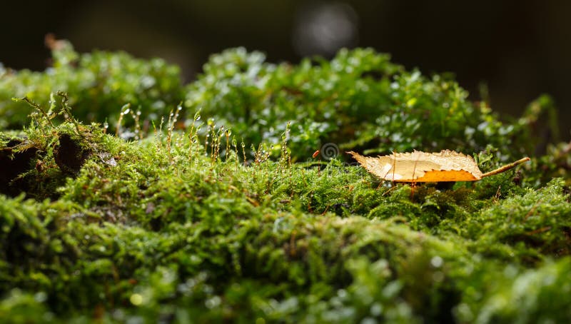 Water drops on green moss and one yellow small abscissed leaf on forest floor in autumn after the rain. Water drops on green moss and one yellow small abscissed leaf on forest floor in autumn after the rain