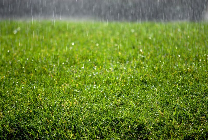 Rain Drops on Grass