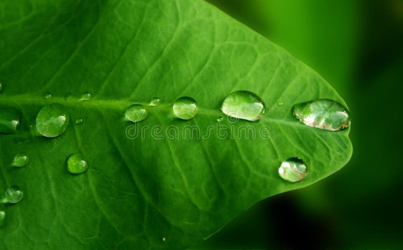 Rain drops on a leaf. A leaf with rain drops royalty free stock images