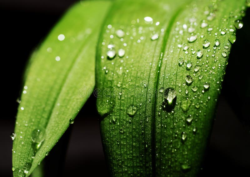 Rain drops leaf high contrast