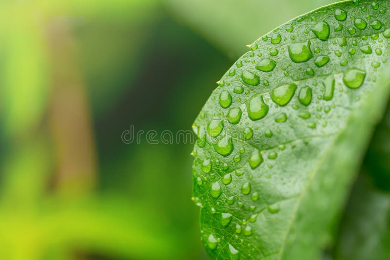 Rain drops on the leaves of wild grapes with isolated green back stock photography Rain drops on the leaves of wild grapes with isolated green back stock photography