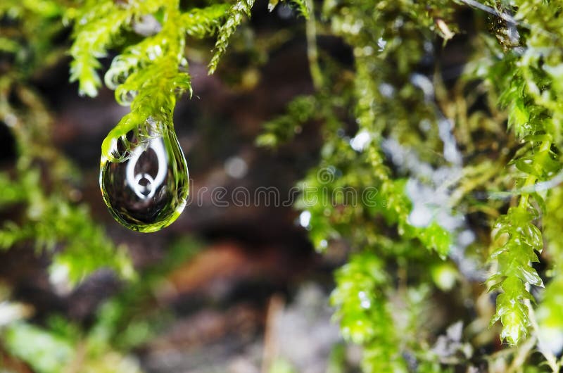 Rain drops on moss stock photos Rain drops on moss stock photos