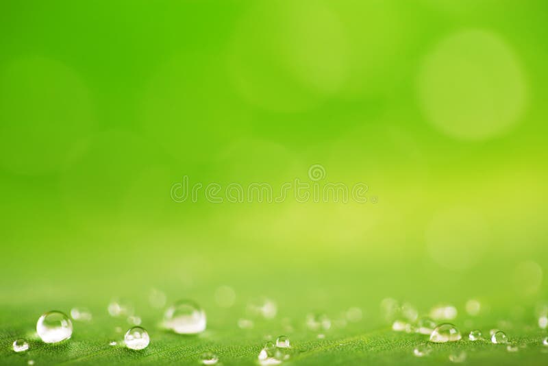 Rain drops over fresh green leaf texture, natural background