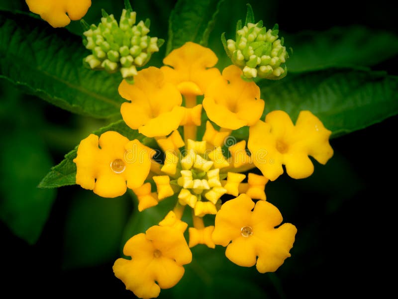 Rain Drops Perched on the Yellow Hedge Flowers Stock Image Image of