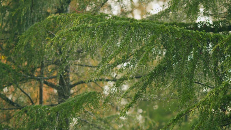 Rain Drops On A Pine Branch. Branches Of Spruce With Drops Of Rain On Needles. Green Spruce. Bokeh. royalty free stock photo